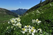 66 Distese di anemoni narcissini verso Val Vedra e Alben
